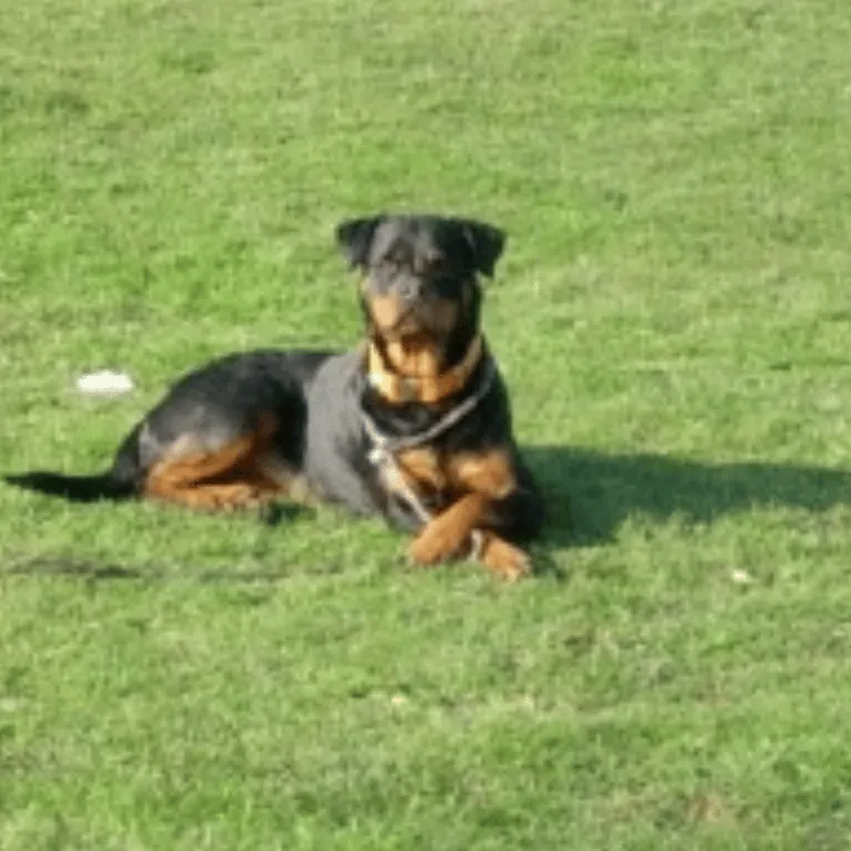 Erinnerungsfoto von Ambra, ein Rottweiler