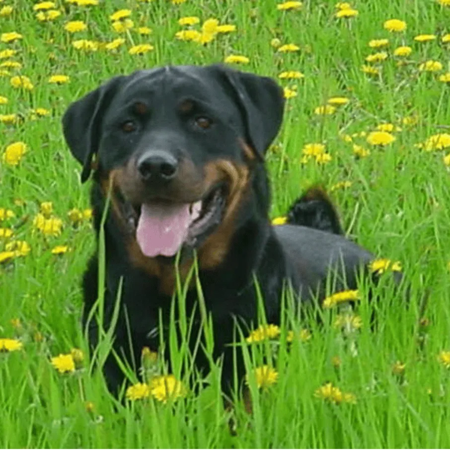 Erinnerungsfoto von Attila, ein Rottweiler