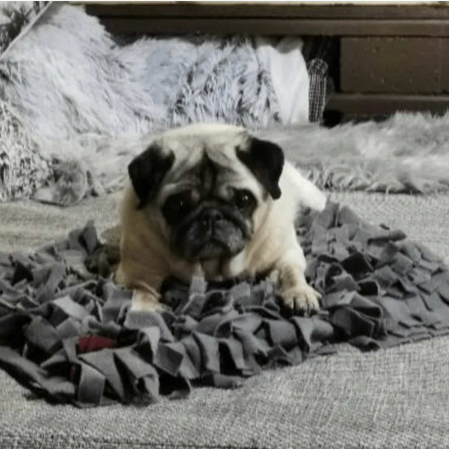 Erinnerungsfoto von Cindy, Mopsi, ein Mops