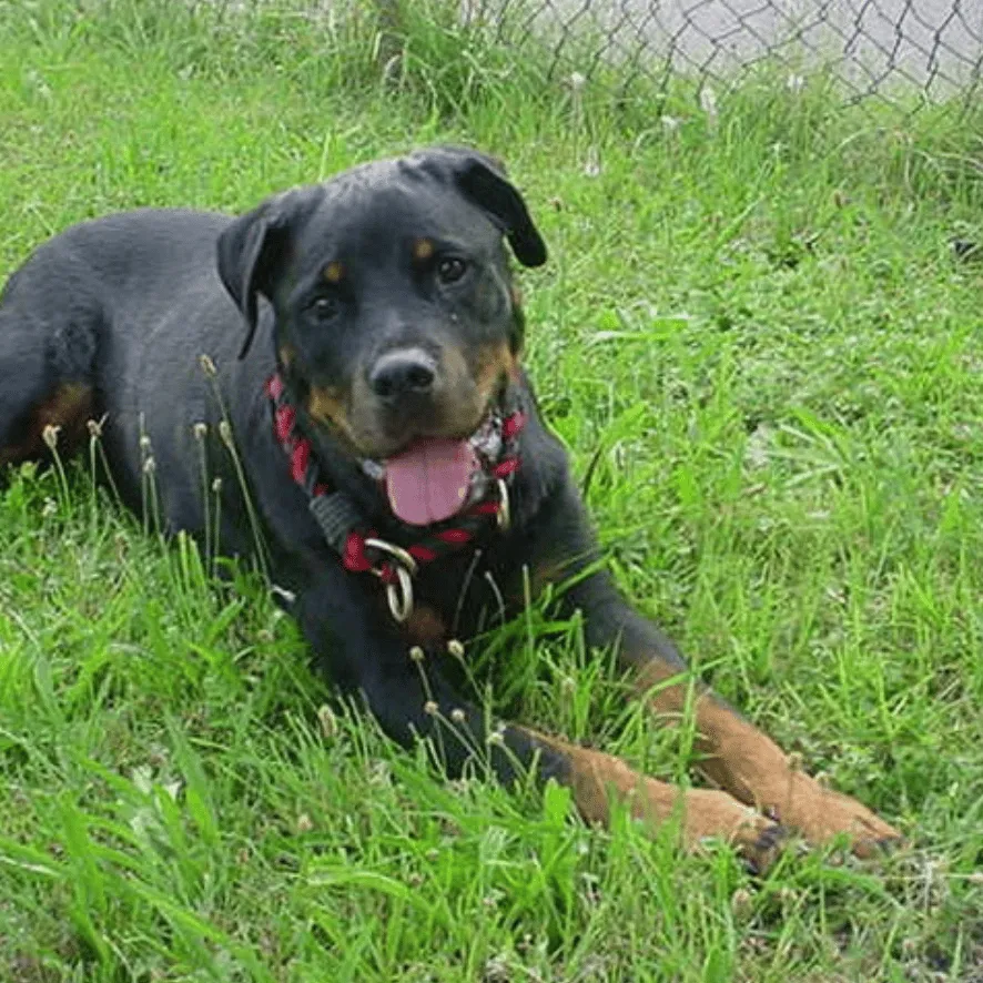 Erinnerungsfoto von Kessy, ein Rottweiler