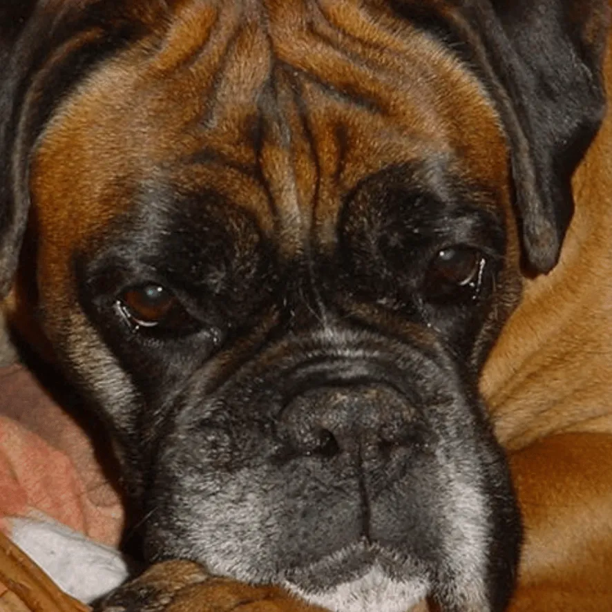Erinnerungsfoto von Maja, ein Boxer