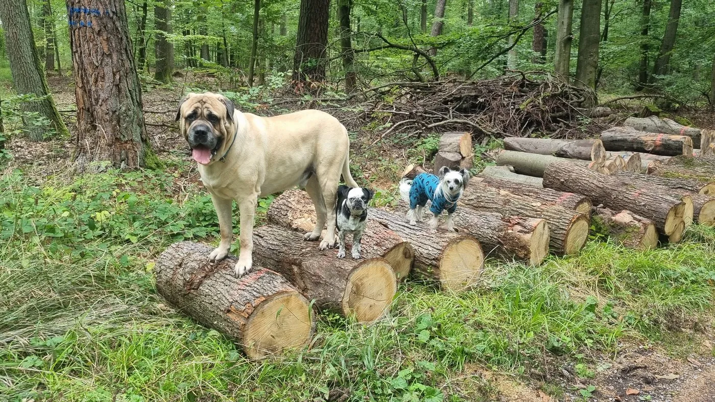 Morpheus, Jantee und Apony zusammen auf aufgestapelten Baumstämmen im Wald
