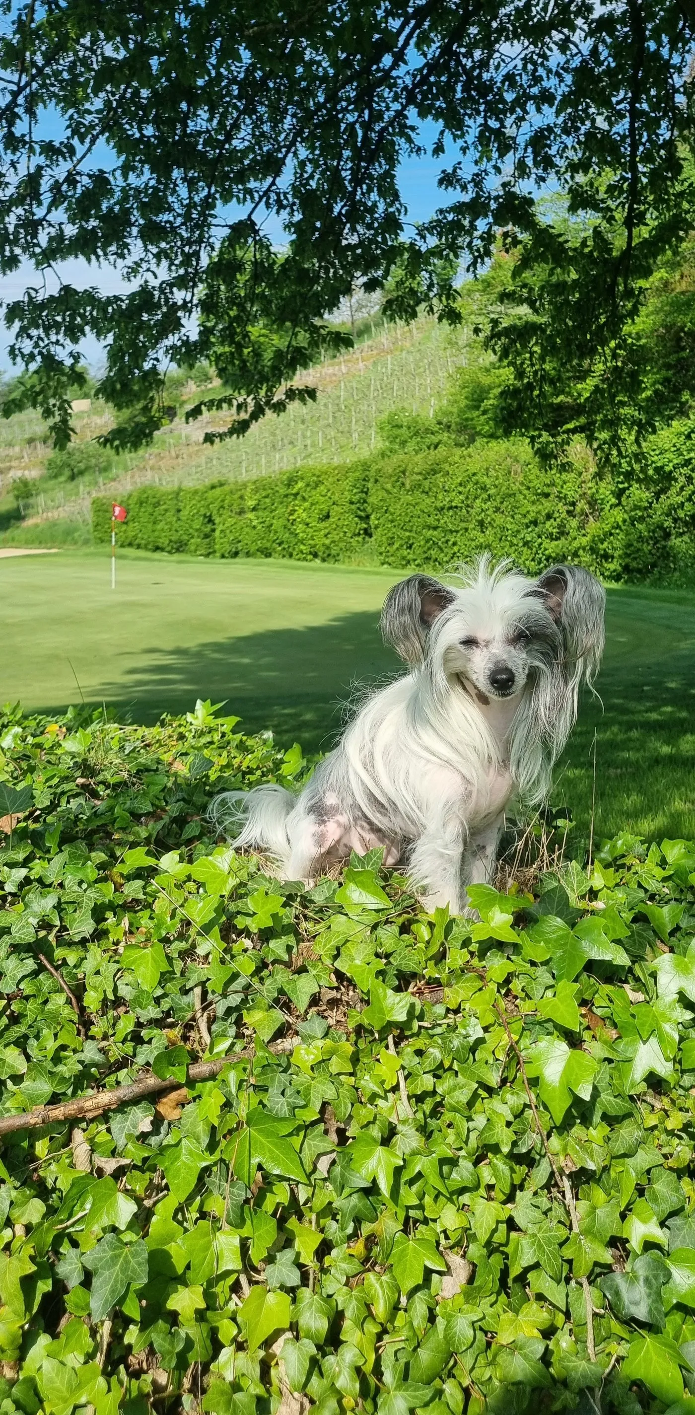 Jantee, eine kleine weiße Chinese-Crested-Hündin, sitzt im Efeu