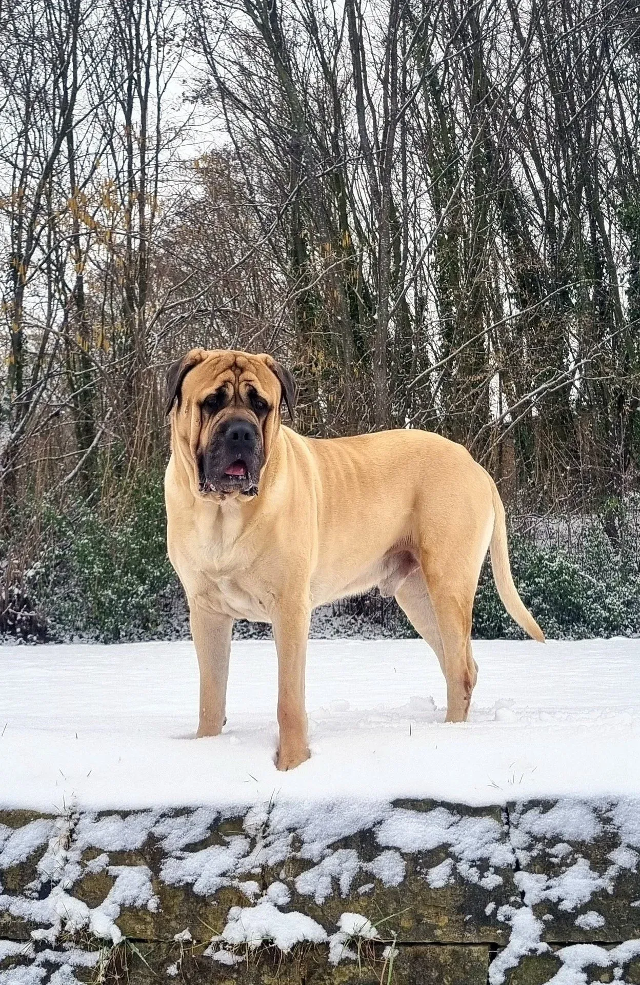 Morpheus, ein heller Mastiff, steht im Schnee vor einem Waldrand
