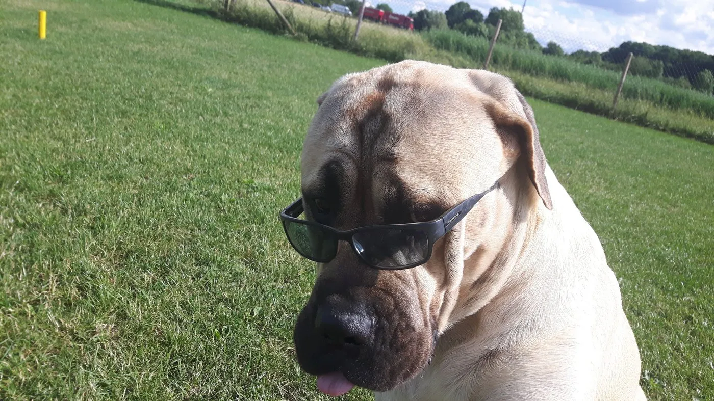 Heller Mastiff mit schwarzer Sonnenbrille sitzt an einem sonnigen Tag entspannt auf der Wiese