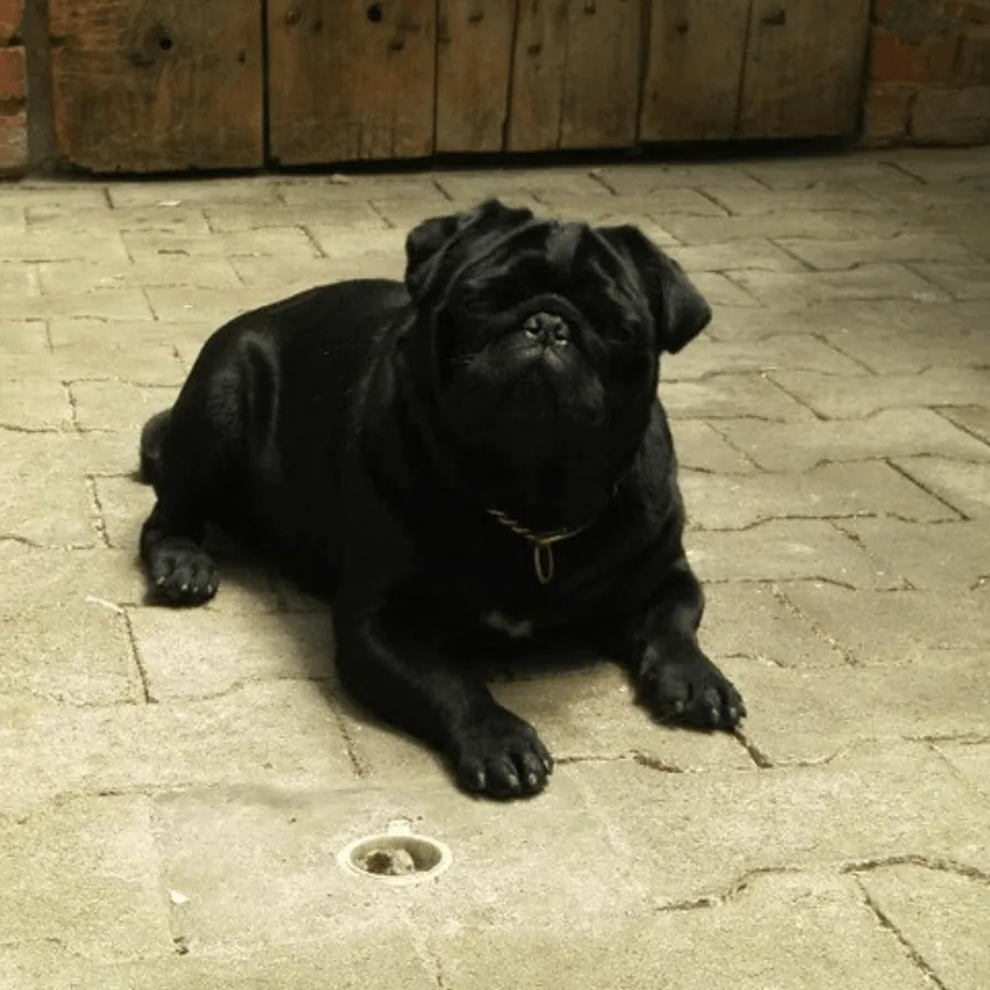 Erinnerungsfoto von Playboy, ein Mops