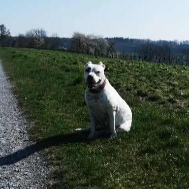 Erinnerungsfoto von Snoopy, eine Dogo Argentino American Bulldogge