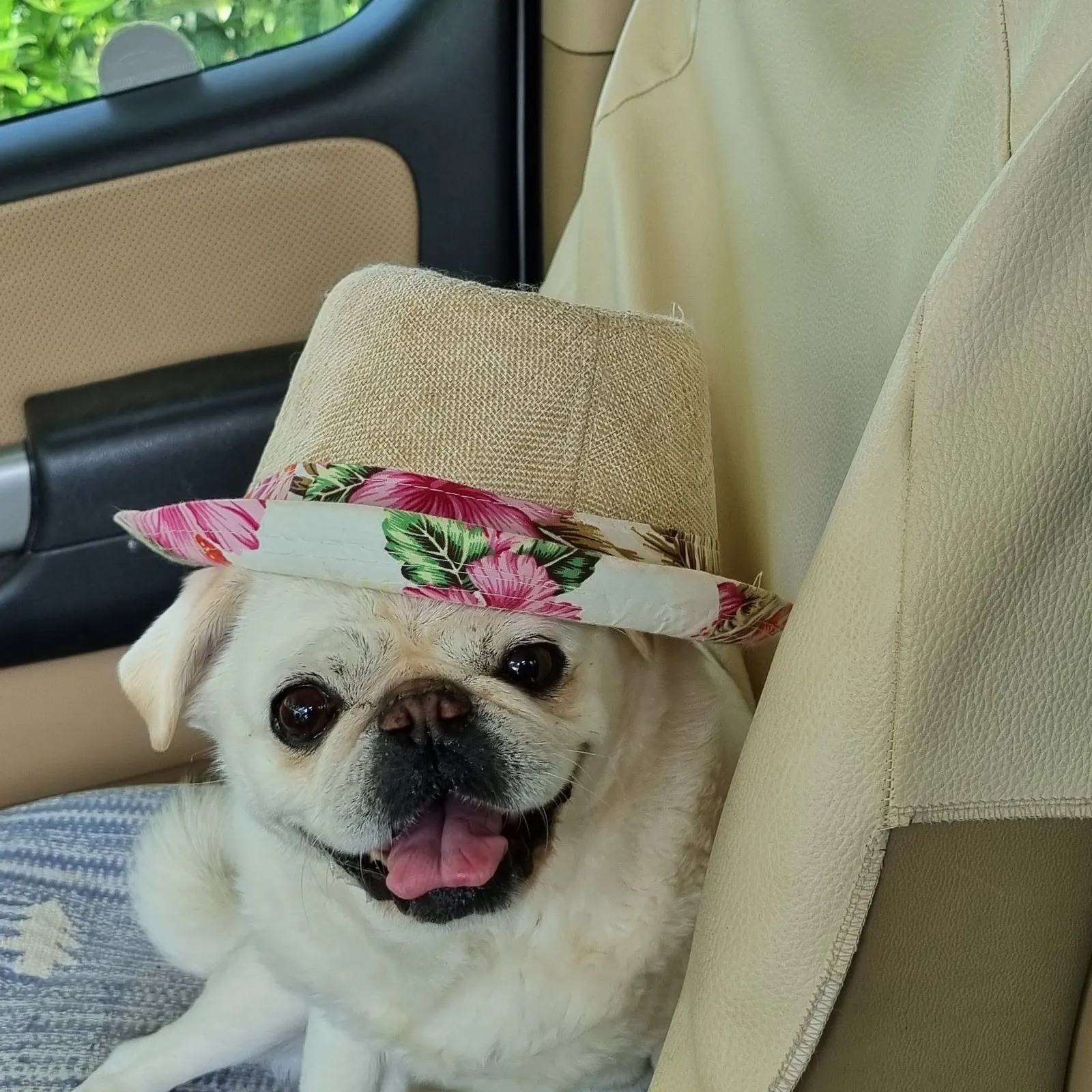 Erinnerungsfoto von Urmel, ein weißer Mops